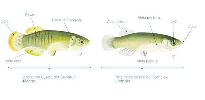 Samarucs Samarucs